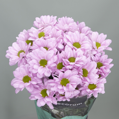 Crisantemo Kennedy Rosy