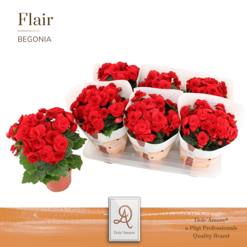Begonias Du Halo Dolc'Amore vermellas, lote de 6 plantas, Planta de 31 cm de alto