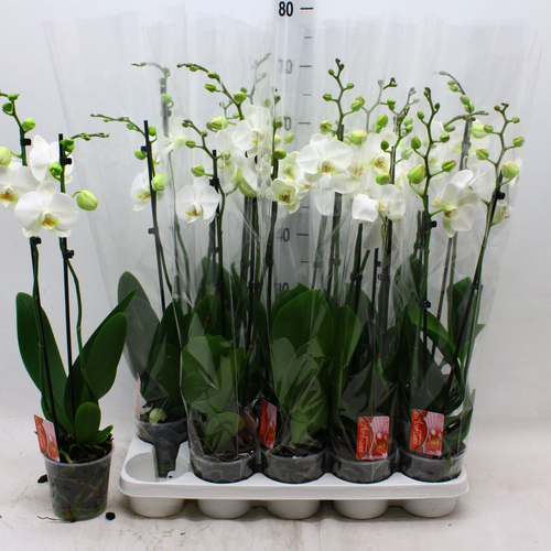 Phalaenopsis tximeleta orkidea Snow Compass zuria, 1 landare, 65 cm garaiko landarea