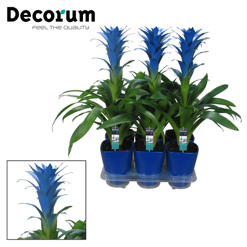Guzmania Ocean Blue blava, lot de 6, Planta de 60 cm d'alçada