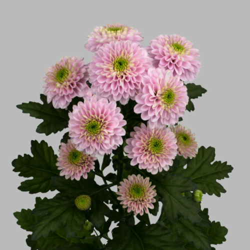 Letsgo Pink (Chrysanthemum) krisantemo zuri eta arrosak, 20 zurtoin, 60 cm luzeko lore freskoa