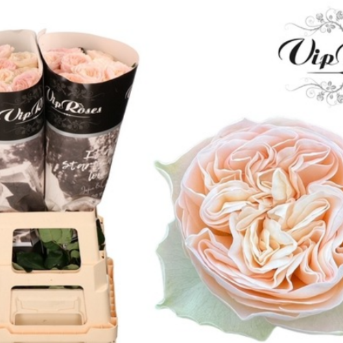 Rosa de Xardín Royal Romance rosa claro, 10 talos, Flor fresca de 60 cm de longo