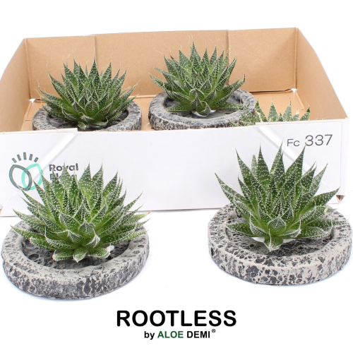 Aloe Aristata Magic (Koala Mini Bowl), Plante de 8 cm de haut, lot de 5 unités