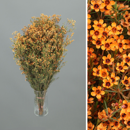 Flor de cera taronja tenyida, 25 tiges, Flor fresca de 60 cm de llarg