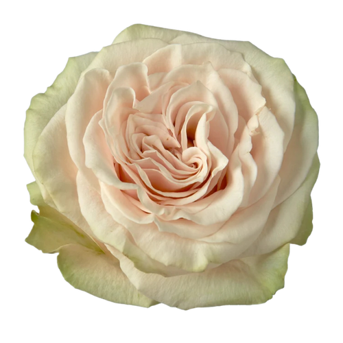 Bouquet de 25 roses de jardin Spectra (Rosa), Fleur fraîche de 60 cm de long, 25 tiges