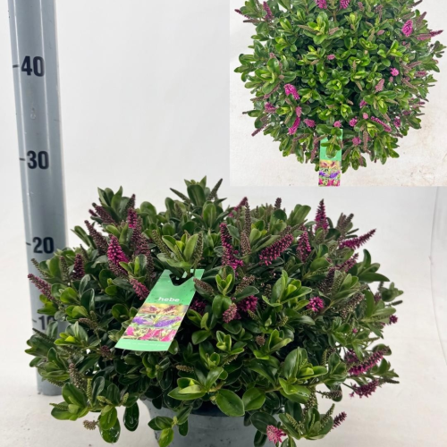 Hebe Hebepetita Pink roxa, Planta de 30 cm de altura