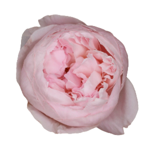 Ramo de 12 rosas de xardín Peony Pink rosas de 50 cm, Flor fresca, 12 talos