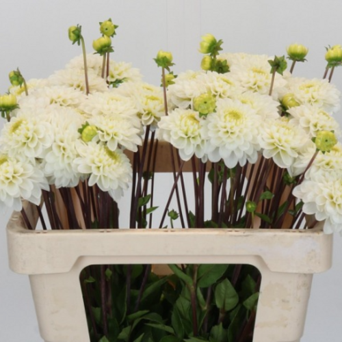 Dahlias blanches Never Give Up avec des boutons verts, regroupées dans une caisse en plastique beige.