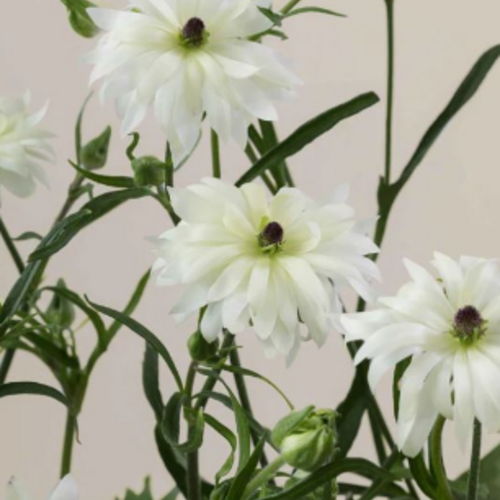 Renoncules blanches Moderna Galaxy (Ranunculus), 10 tiges, Fleur fraîche de 40 cm de long