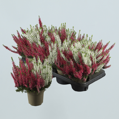Calluna B L Mix in pot 2Kl, Plante de 22 cm de haut, lot de 8 unités