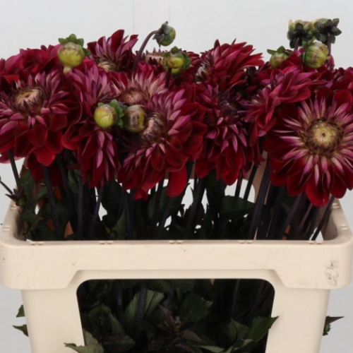 Dahlia Quin x40, Flor fresca de 60 cm de largo