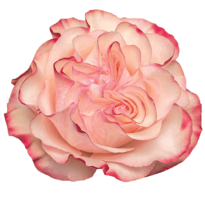 Ramo de 25 rosas de jardim Country Candy, Flor fresca de 40 cm de comprimento, 25 hastes
