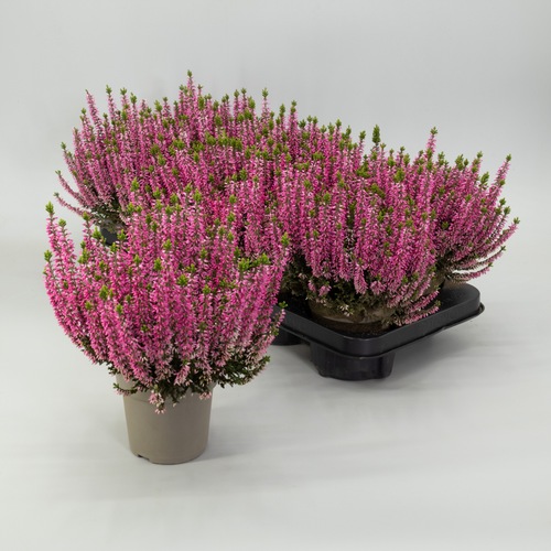 Calluna Beauty Ladies Magda, Plante de 20 cm de haut, lot de 8 unités