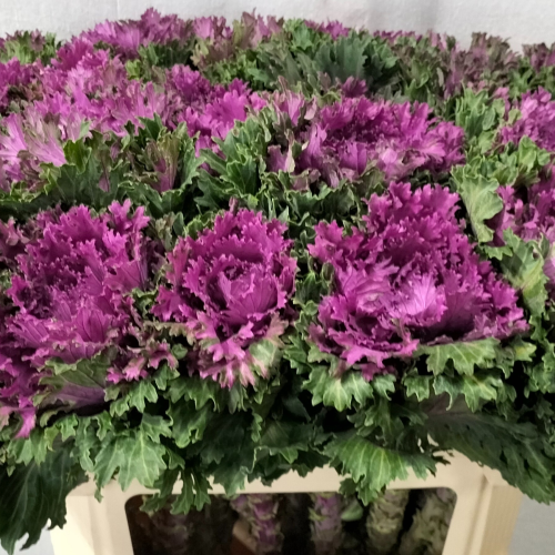Brassica Altair (Brassica oleracea), col ornamental morada, 5 tiges, 70 cm