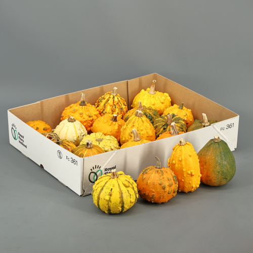Calabaza Pepo Mix (Hardshell Warties Grp) x12