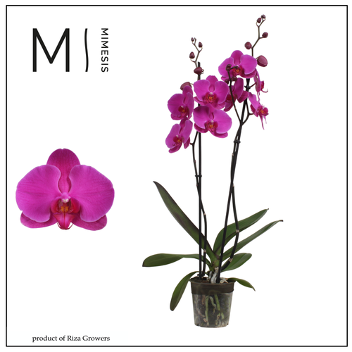 Orquídea Phalaenopsis Fucsia, Planta de 70 cm de alto