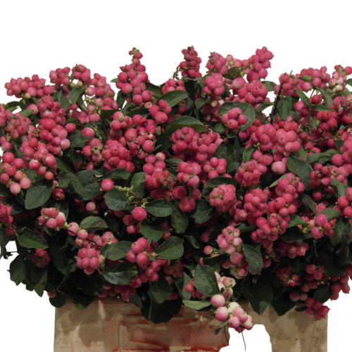 Symphoricarpos Magical Temptation, 40 cm, bouquet de 50 tiges