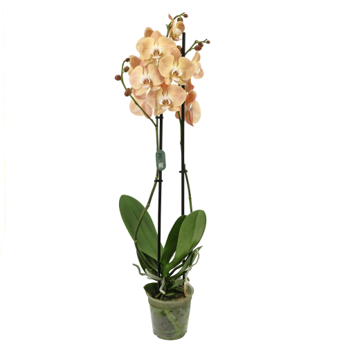 Phalaenopsis orkidea mertxika kolorekoa, landare 1, 70 cm garaiko landarea