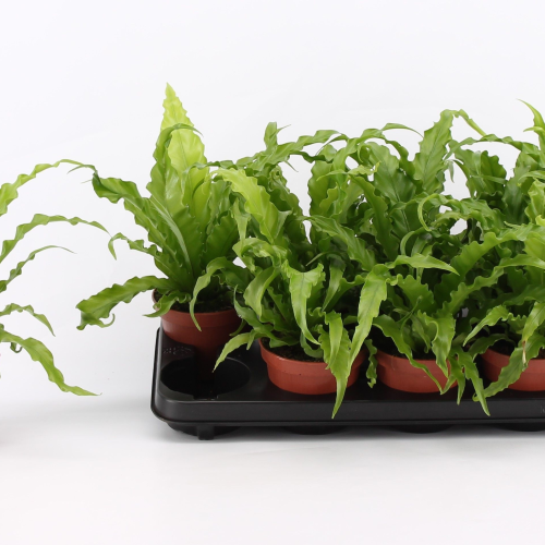 Helecho Nido de Ave Osaka (Asplenium antiquum), Planta de 25 cm de alto, pack de 10 uds
