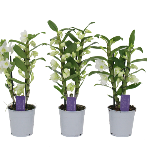 Orquídea Dendrobium Nobile Blanca, Planta de 40 cm de alto, pack de 6 uds