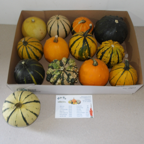 Calabaza Pepo Mix x12