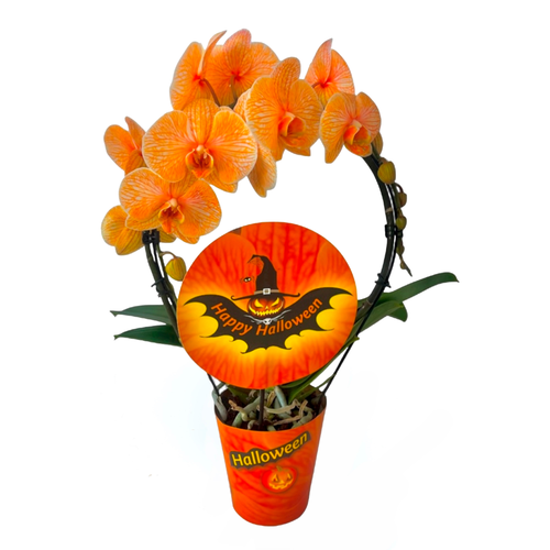 Phalaenopsis orkidea laranja Halloween, 1 landare, 45 cm garaiko landarea