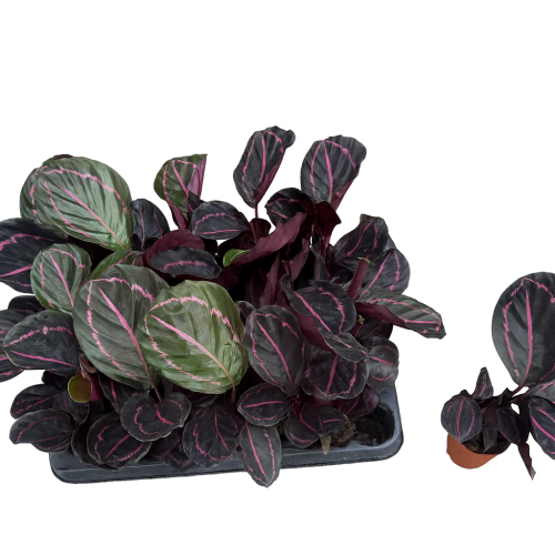 Calathea Roseopicta Dottie, lot de 20 plantes, Planta de 18 cm d'alçada
