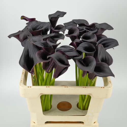Arums noirs Ceara (Zantedeschia), lot de 10 tiges, Fleur fraîche de 70 cm de long