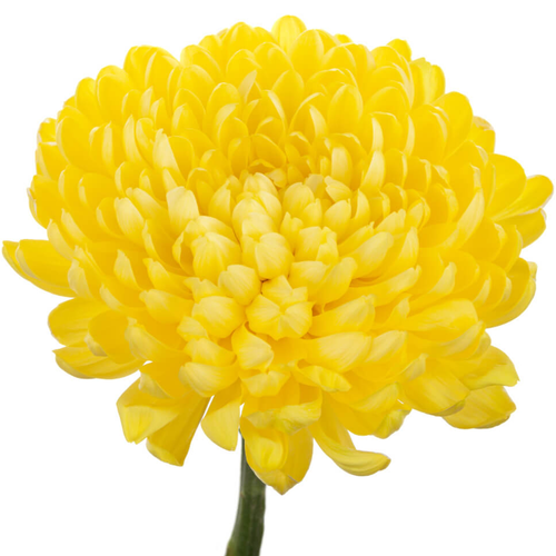 Ramo de 20 Crisantemos Amarillos Benal (Chrysanthemum), Flor fresca de 70 cm de largo, 20 tallos