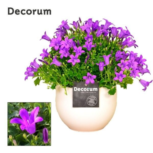 Campanula portenschlagiana Porto, 6 campánulas moradas, Planta de 15 cm de alto, lote de 6 unidades