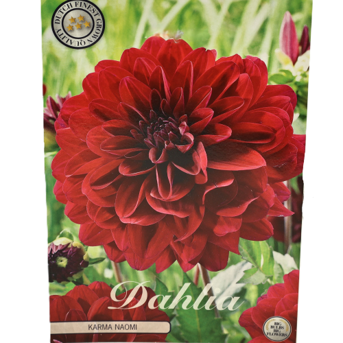 Bulb de Dàlia Naomi morada, 1 unitat, 35 cm