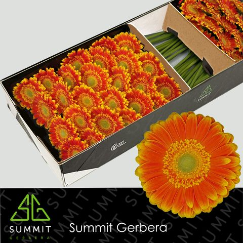 Gerbera grande Wannabe jaune et orange, 50 tiges, Fleur fraîche de 45 cm de long