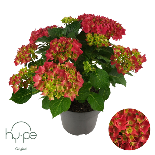 Hydrangea Mophead Red 7F+, Plante, 1 ou 6 unités de 40-45 cm