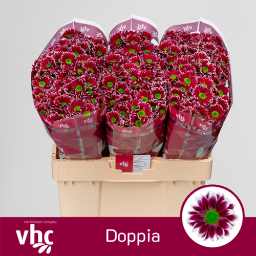 Crisântemo Santini Doppia roxo, 25 hastes de 55 cm (Chrysanthemum), Flor fresca
