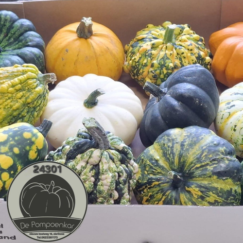 Calabaza Overig Mix x12 de couleur mélangée, 9 cm