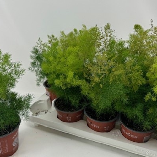 Asparag Umbellatus, Planta de 35 cm d'alçada, lot de 10 unitats