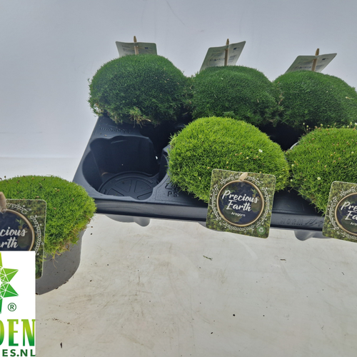 Vaste Planten x6, Planta de 15 cm d'alçada