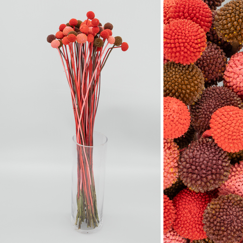 Craspedia Pintado Red Mix, Fleur fraîche, 10 ou 50 unités de 60-70 cm