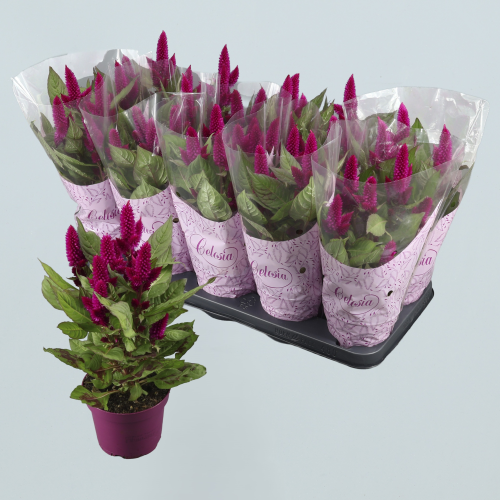 Celosia Deep Purple