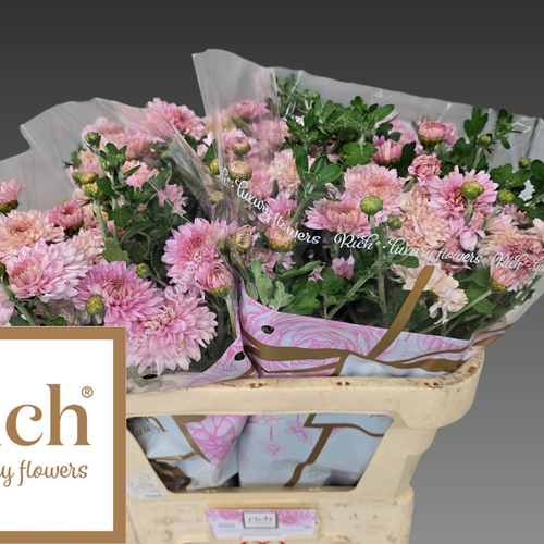 Crisantemo Gompie Rose, Flor fresca de 70 cm de longo, ramo de 5 talos