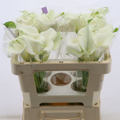 Cala Virgin Art, Fleur fraîche de 50-55 cm de long, bouquet de 10 tiges