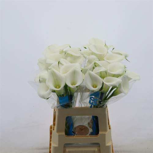 Cala Capt Cortina, Fleur fraîche de 50-60 cm de long, bouquet de 10 tiges