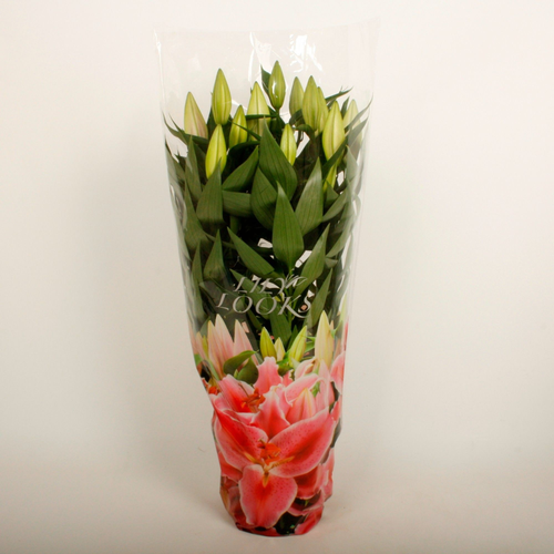 Lilium Oriental rosa en maceta, 1 planta, Planta de 45 cm de alto