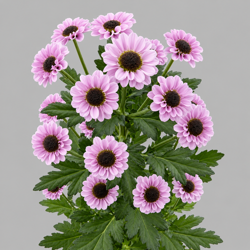 Crisantemo Santini Yin Yang rosa, 20 talos, Flor fresca de 55 cm de longo