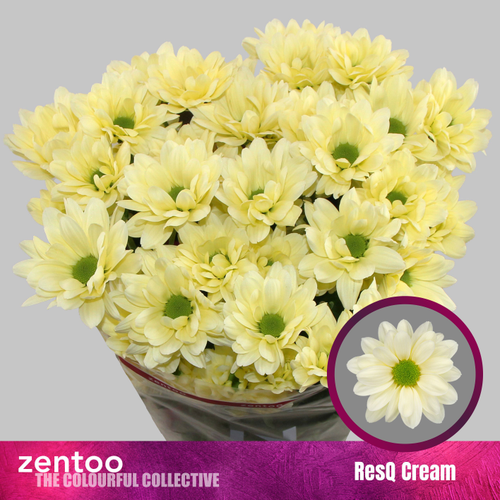 Crisantemo Resq Cream