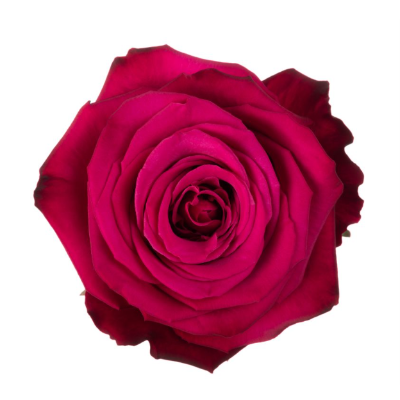 Rosa fucsia Roseberry 50 cm, Flor fresca, 1 ou 25 unidades de 40-50 cm