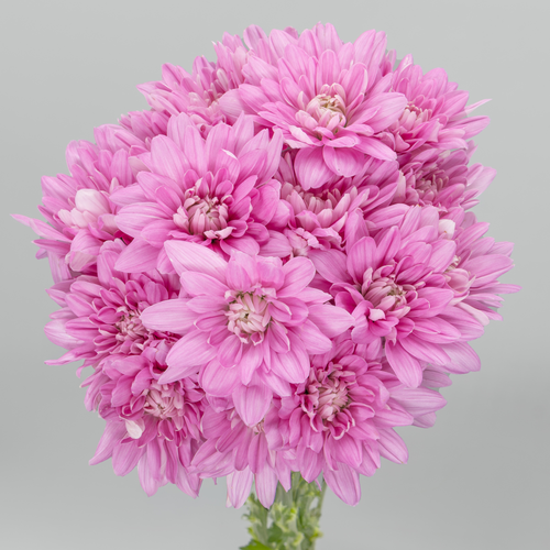 Crisantemo Baltica Pink