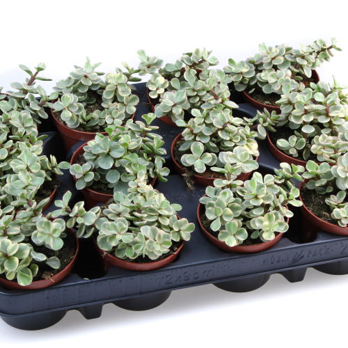 Portulacaria Afra Variegata (Arbre de Jade Nan), Planta de 10 cm d'alçada, lot de 12 unitats