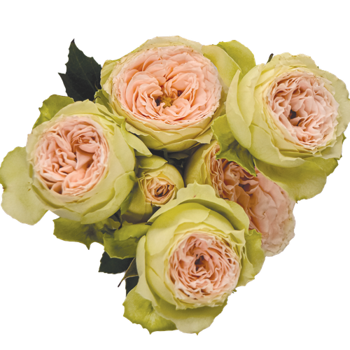 Bouquet de 12 roses spray Pavlova rose et vert de 50 cm (Rosa), Fleur fraîche, 12 tiges