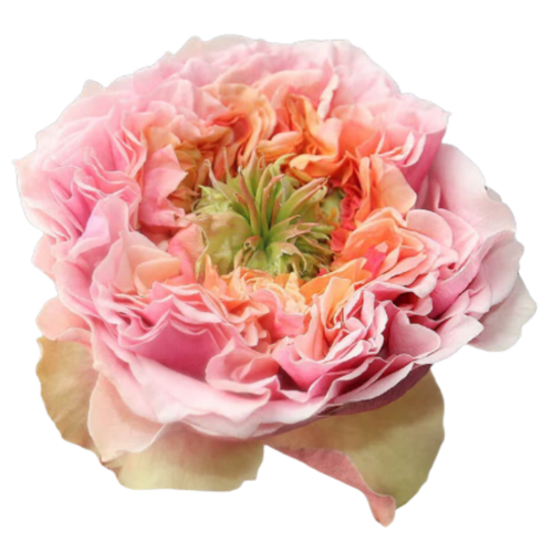 Rosas de xardín Sweet Eye rosas, 12 talos, Flor fresca de 40 cm de longo